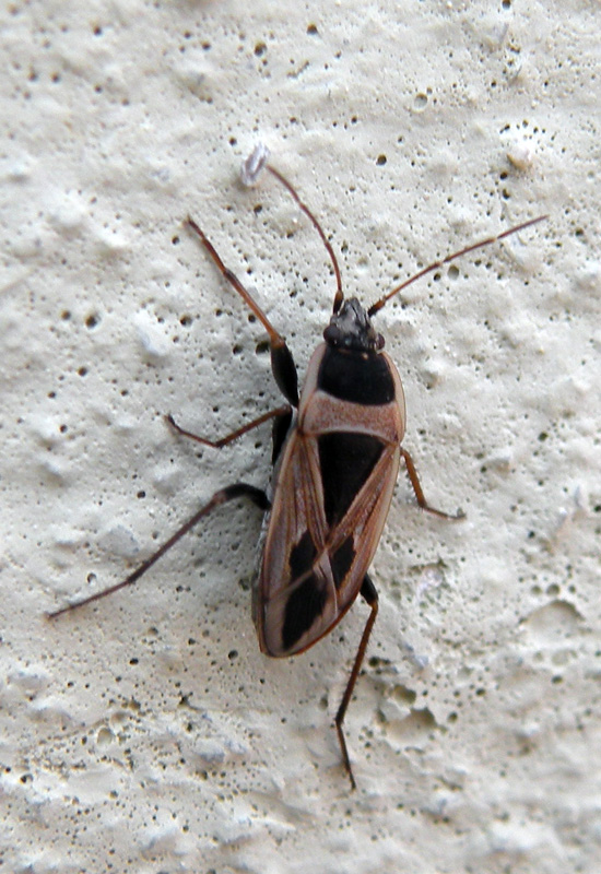 Due Lygaeidae e due Miridae